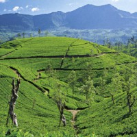 Шри-Ланка Отдых в Ноябре — Плюсы и Минусы