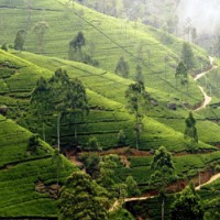 Национальные Парки Шри-Ланки – Рай на Земле