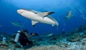 Акулы на Мальдивах или Чего Стоит Бояться